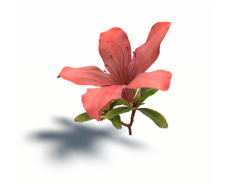 Rhododendron - Azalea