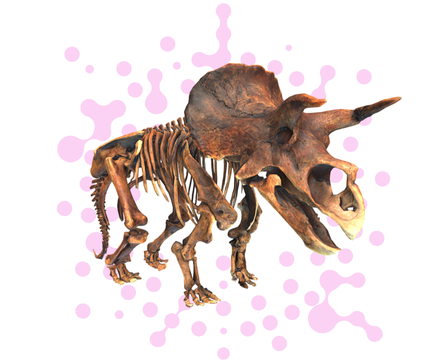 Dinosaur Skeleton