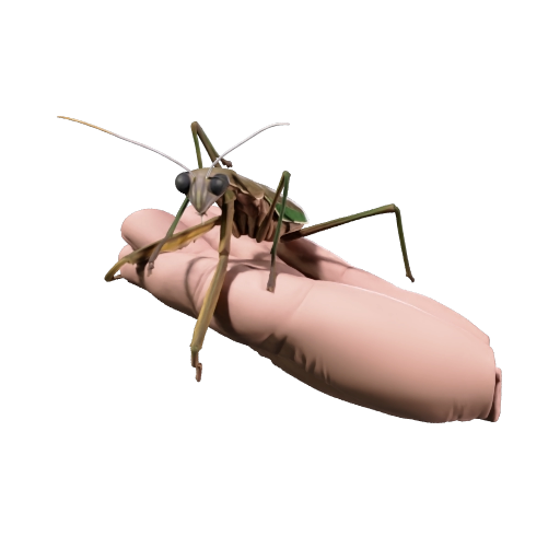 Mantis brown by