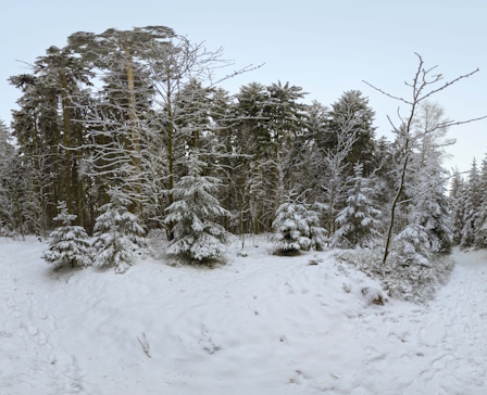 Winter Forest by mozillareality