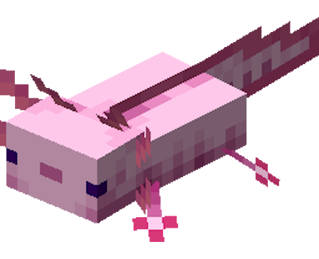 Axolotl