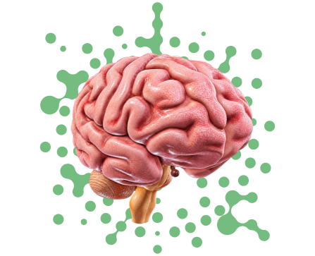 Giant Human Brain