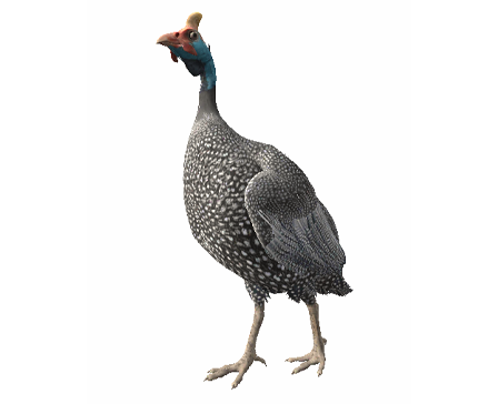 Guineafowl