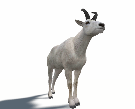 Mountain Goat