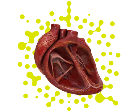 Human Heart