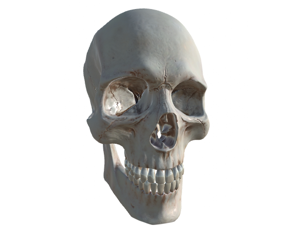 Human Skull