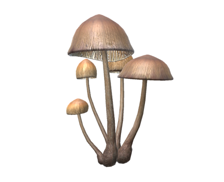 Realistic Mushroom by Grand Dog Studio