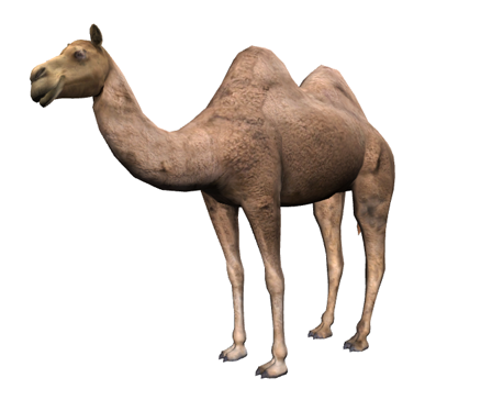 Bactrian Camel