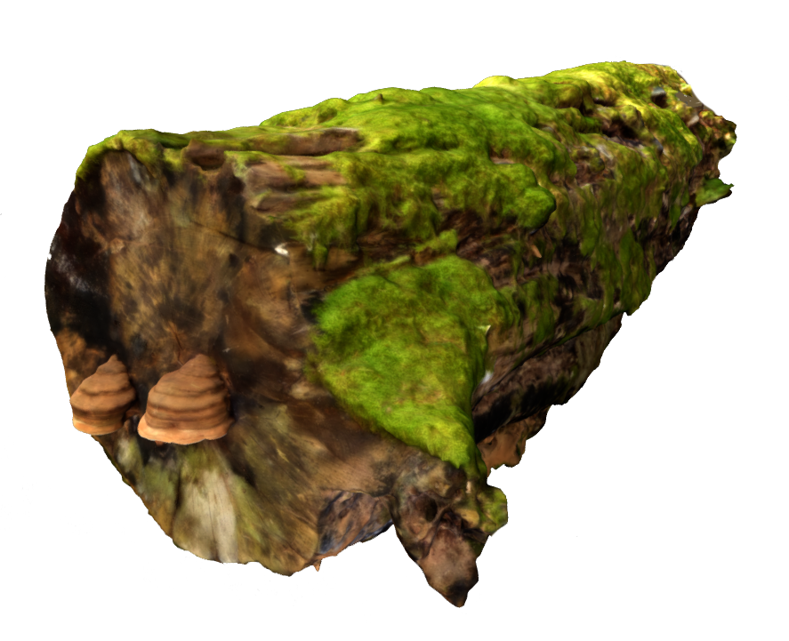 Baumstamm gefallen (Beech Tree)