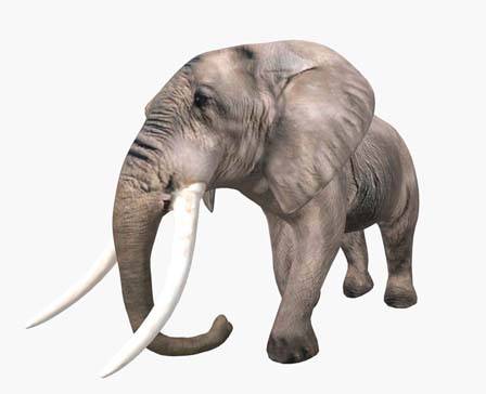 Elephant by Nyilonelycompany