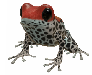 Red Backed Frog by KenChoo