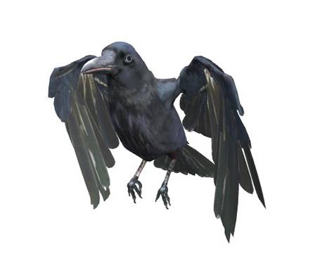 Raven Bird by Nyilonelycompany