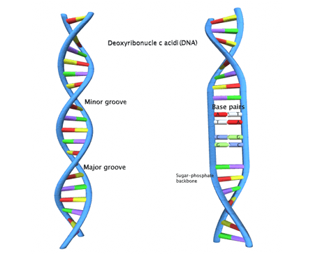 Deoxyribonucleic acid (DNA)