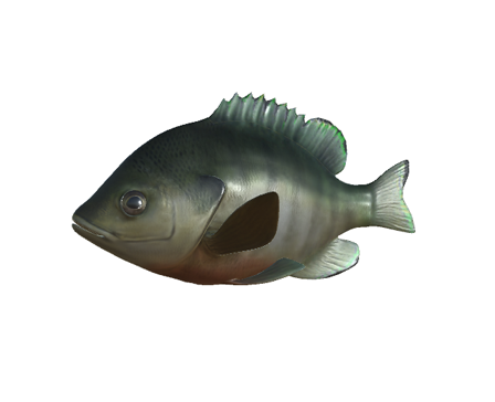 Bluegill by DigitalLife3D