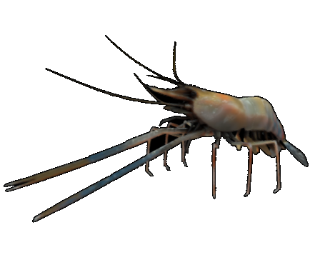 Macrobrachium Rosenbergii