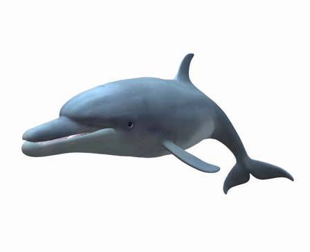 Bottlenose Dolphin by NestaEric