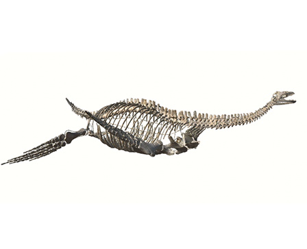 Plesiosaur