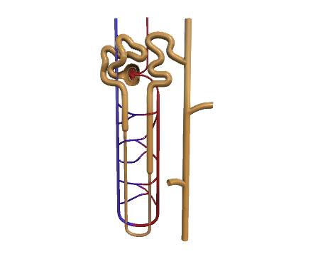 Structure of Nephron