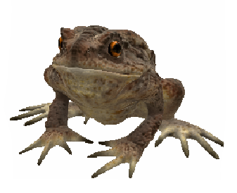 Toad Frog by KenChoo