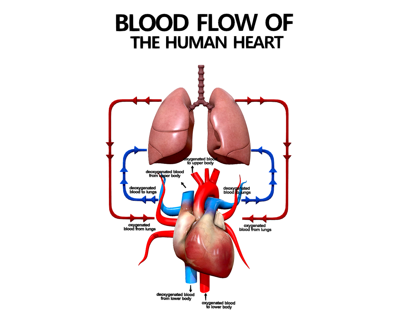 Systemic Blood Flow