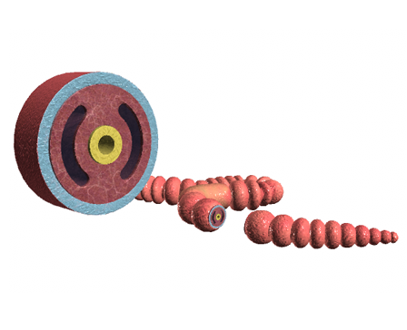 Coelomates - Annelids