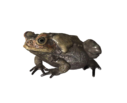 Cane Toad by fumanshoo