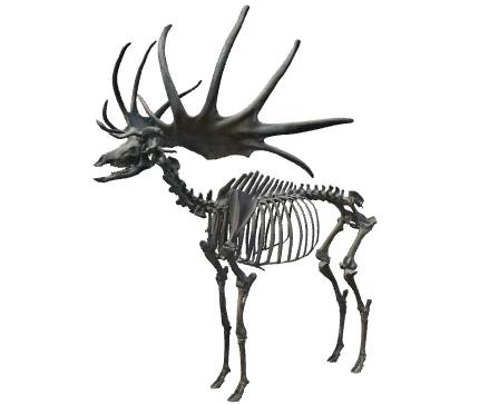 Giant Deer