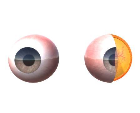 Eyeball section