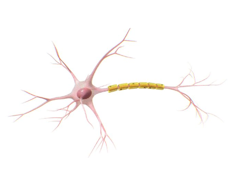 Structure of Neuron