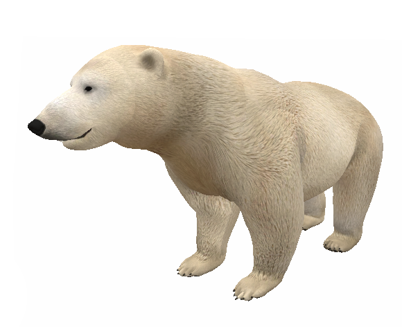 Polar Bear