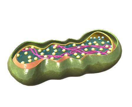 Mitochondria