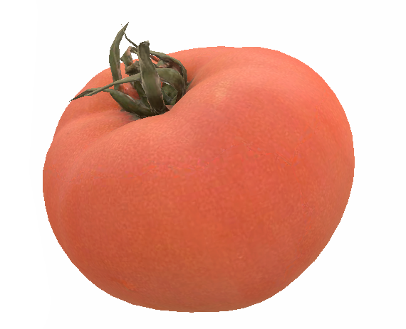 Tomato