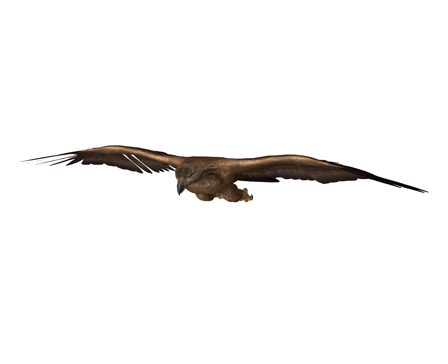 Eagle by Nyilonelycompany