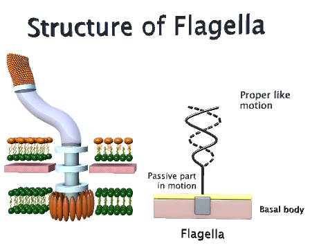 Structure of Flagella