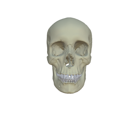 Visible Interactive Human - Exploding skull by WitmerLab at Ohio University