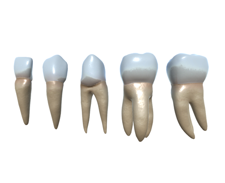Types of Human Teeth 3D Model