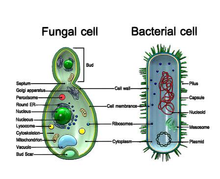 Bacteria and fungal yeast