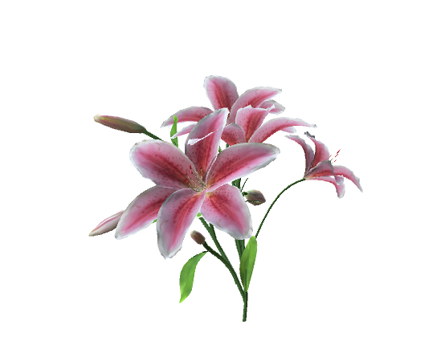 Lilies by sligocreatures