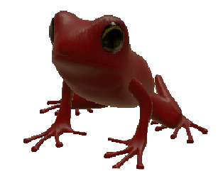 Splendid Frog by KenChoo