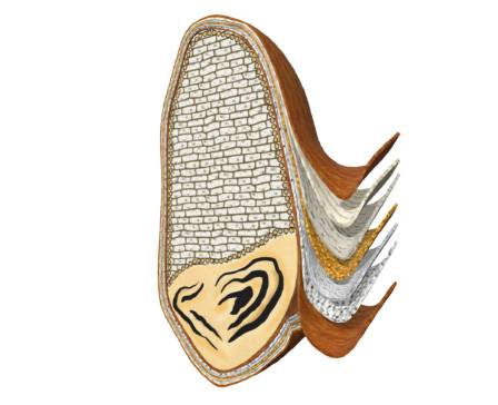 Structure of wheat grain