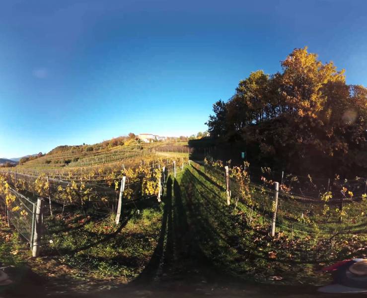 360 Pedrinate DOC vineyards