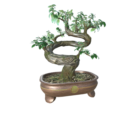 Ficus Bonsai by Scar56