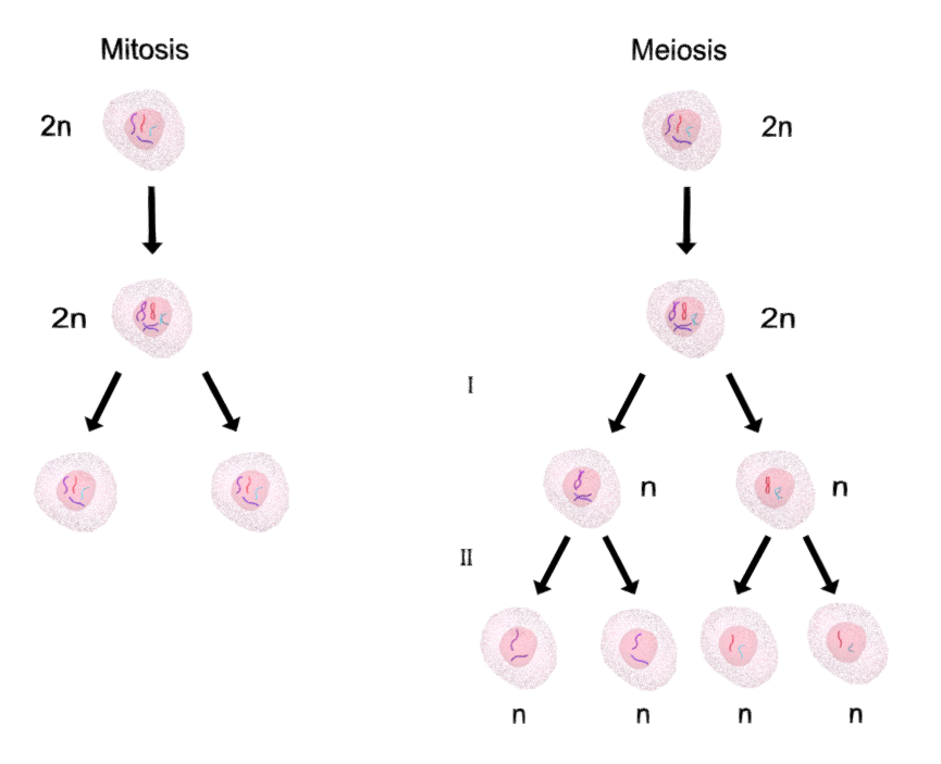 Mitosis versus meiosis