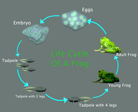 Life Cycle of a Frog