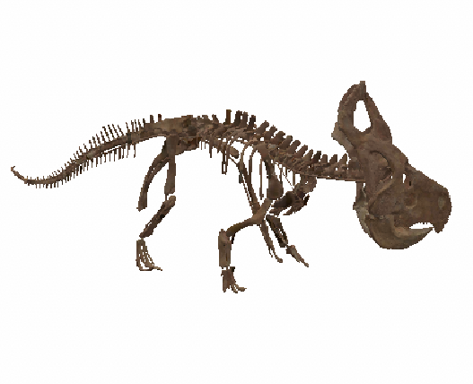 Protoceratops andrewsi