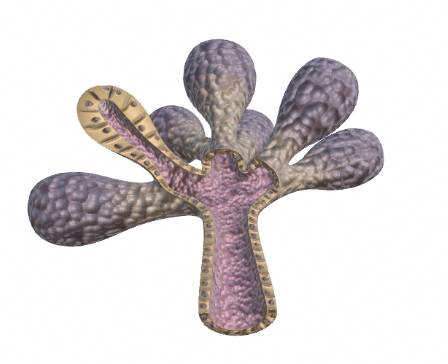 Lacrimal Gland Anatomy