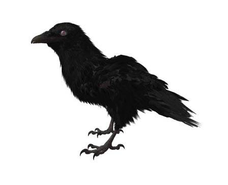 American Crow