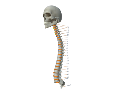 The human spinal column