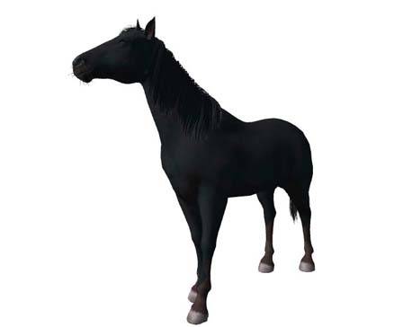 Black Horse by Nyilonelycompany