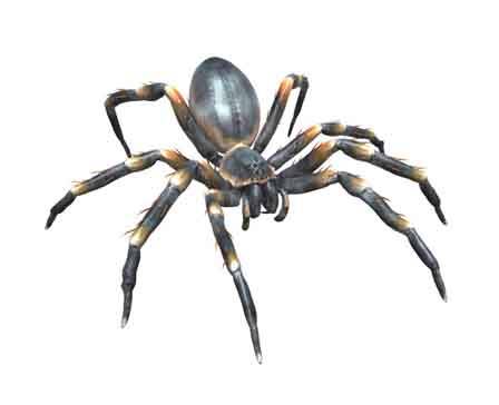 Տարանտուլա / ըստ Pablo444